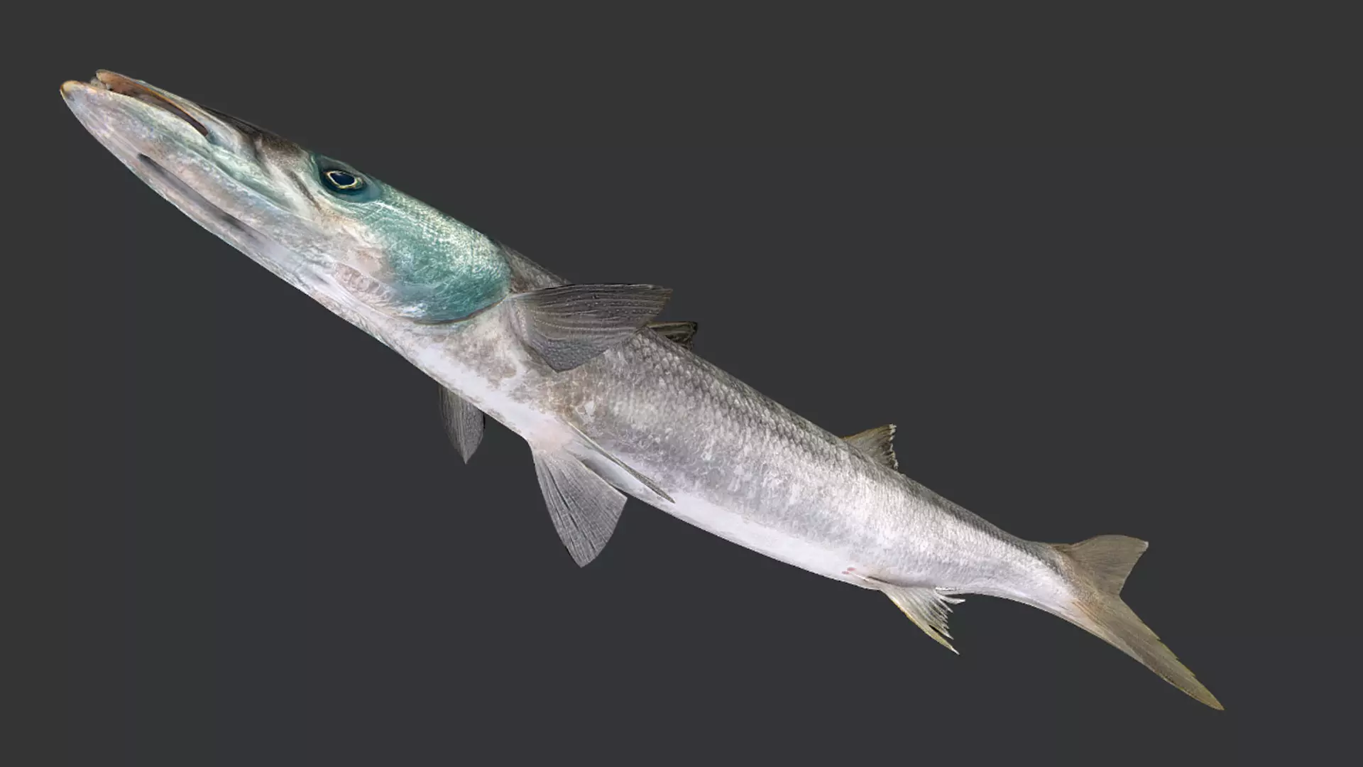 Realistic Barracuda Animated 3D model_5