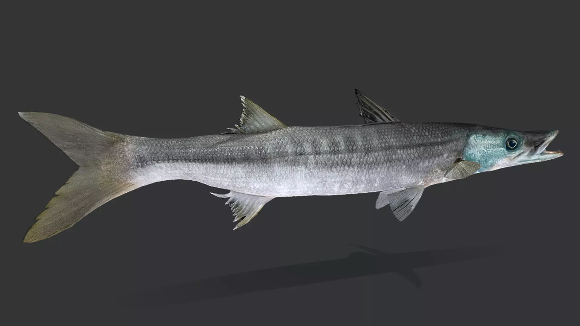 Realistic Barracuda Animated 3D model_13