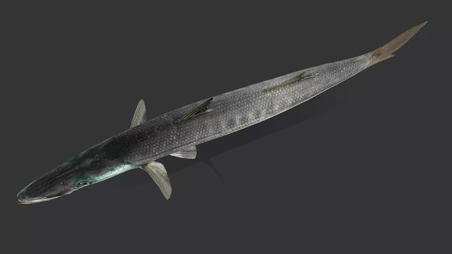 Realistic Barracuda Animated 3D model_7
