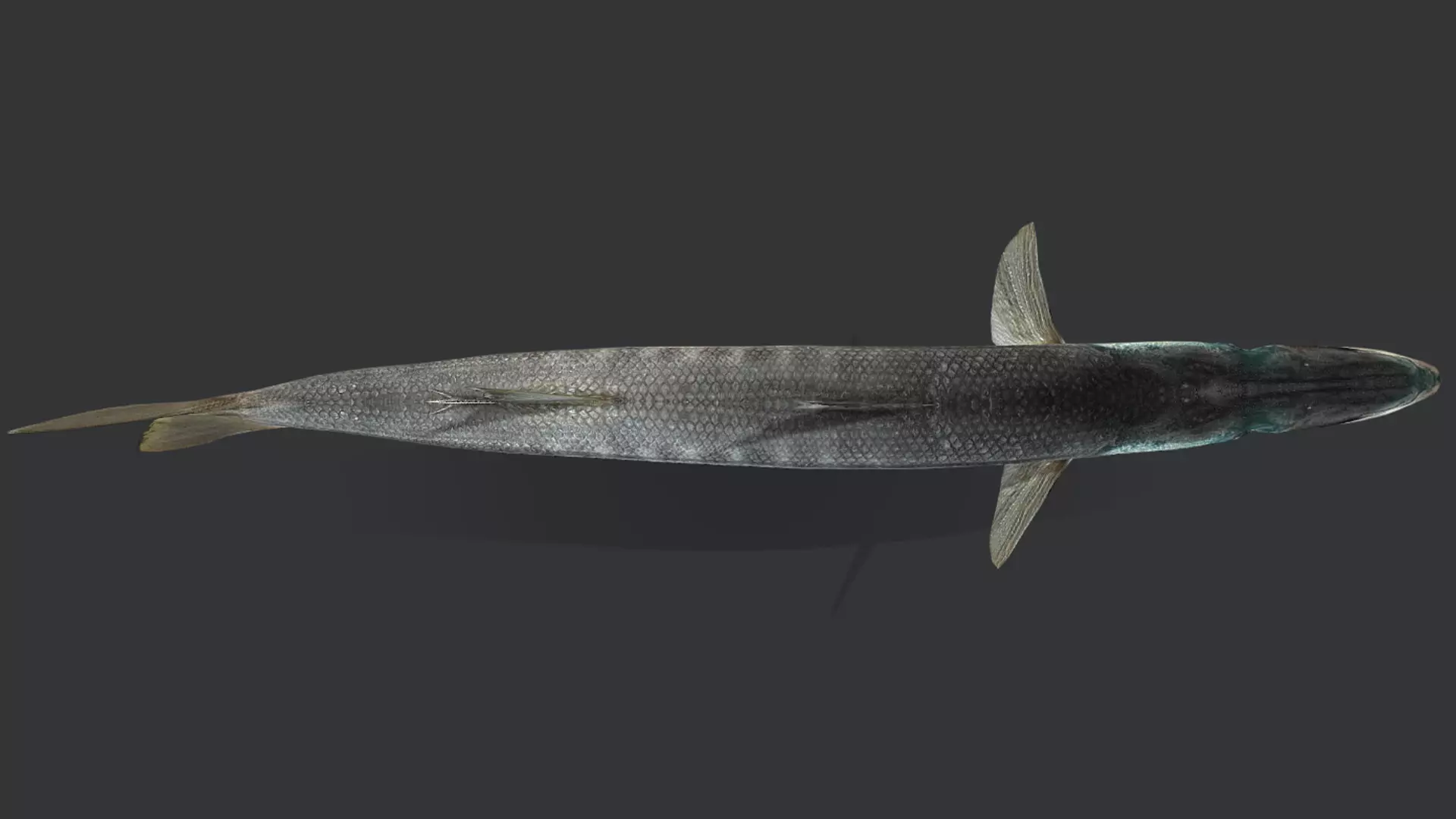 Realistic Barracuda Animated 3D model_12
