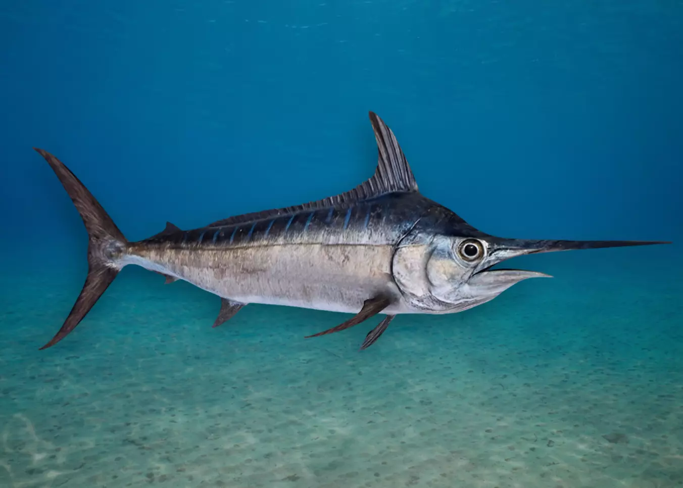 Blue Marlin Animated 3D model_0