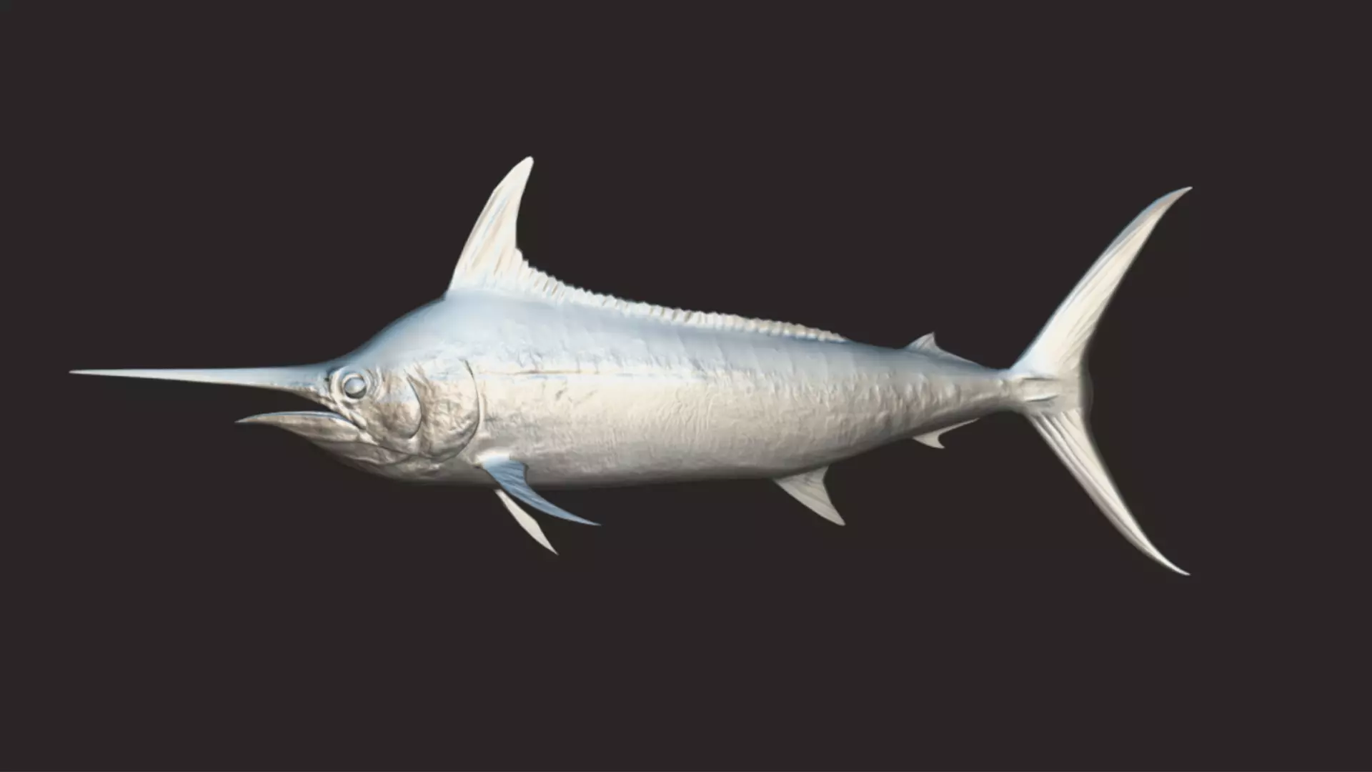 Blue Marlin Animated 3D model_11