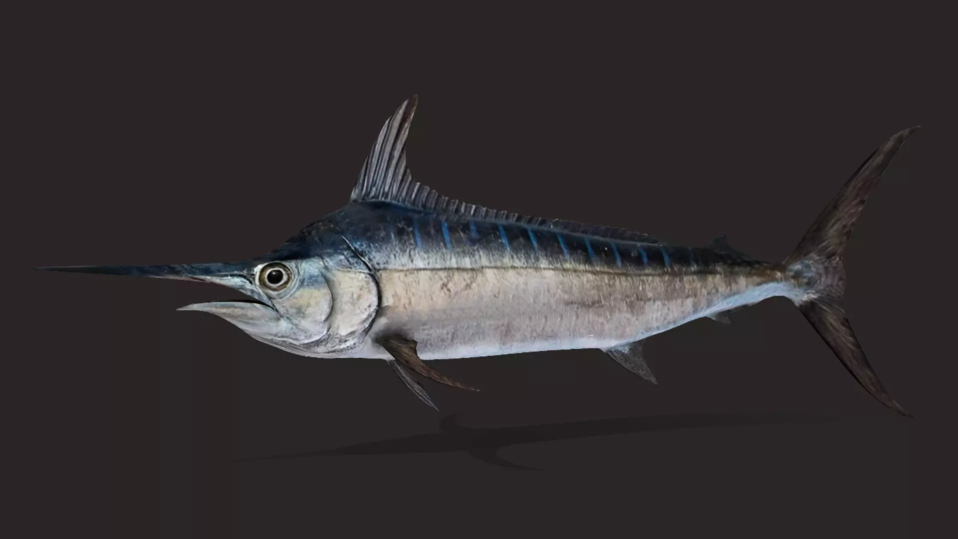 Blue Marlin Animated 3D model_3
