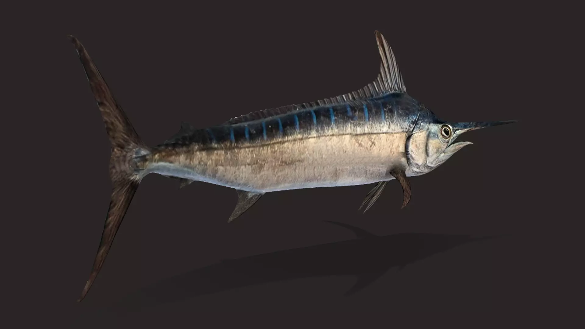 Blue Marlin Animated 3D model_10