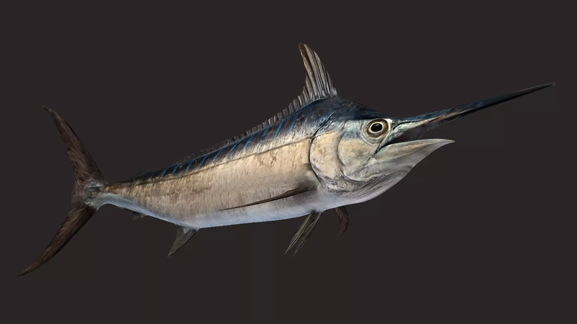 Blue Marlin Animated 3D model_2