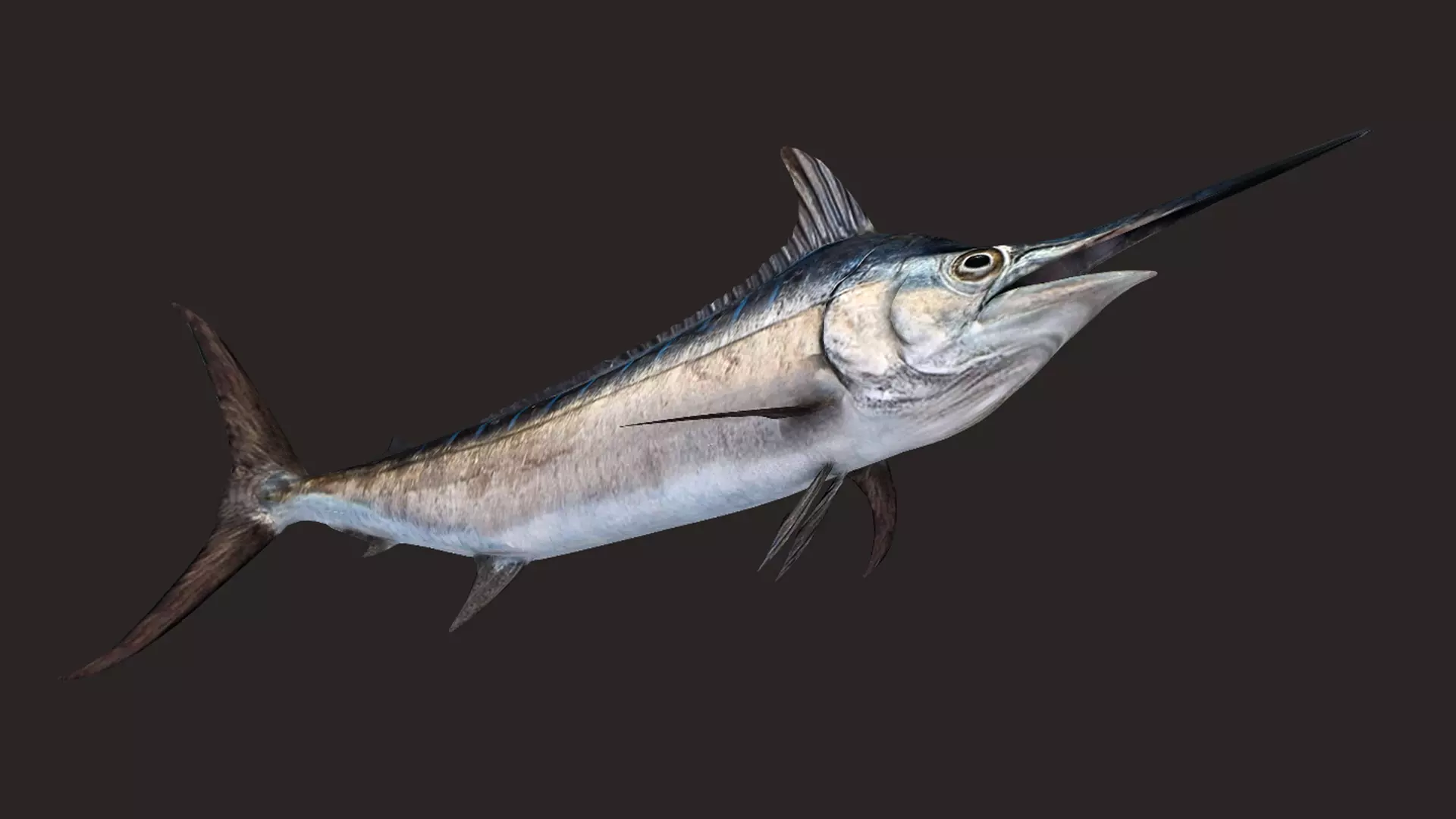 Blue Marlin Animated 3D model_6