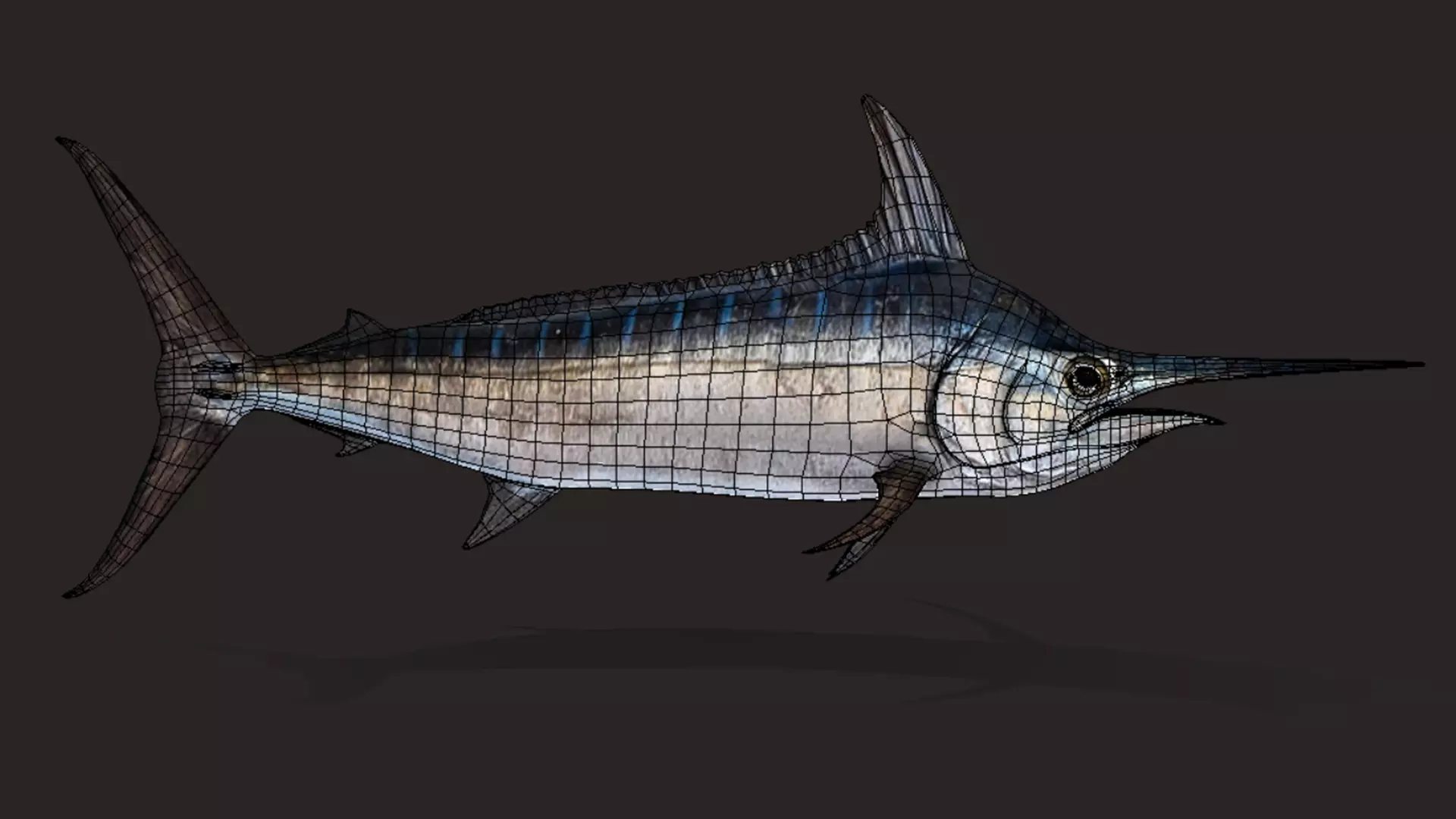 Blue Marlin Animated 3D model_12
