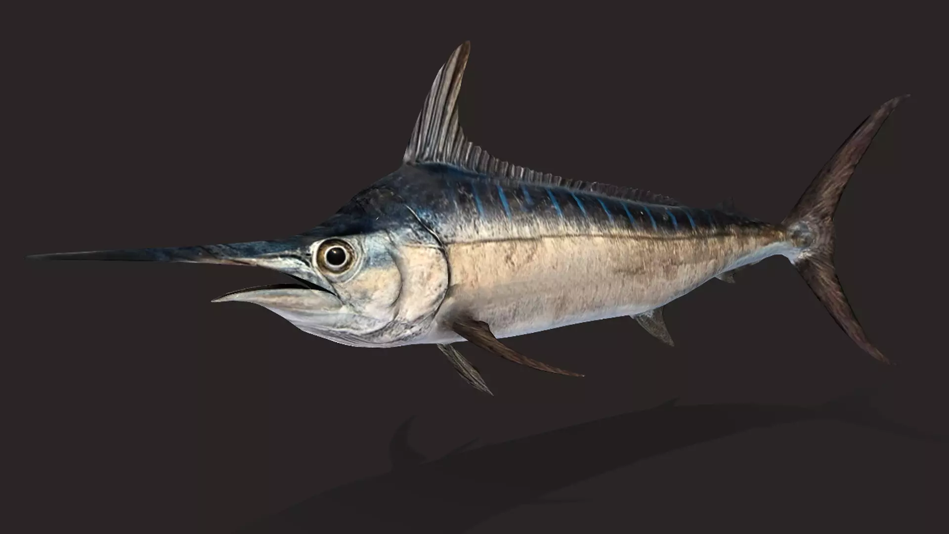 Blue Marlin Animated 3D model_4