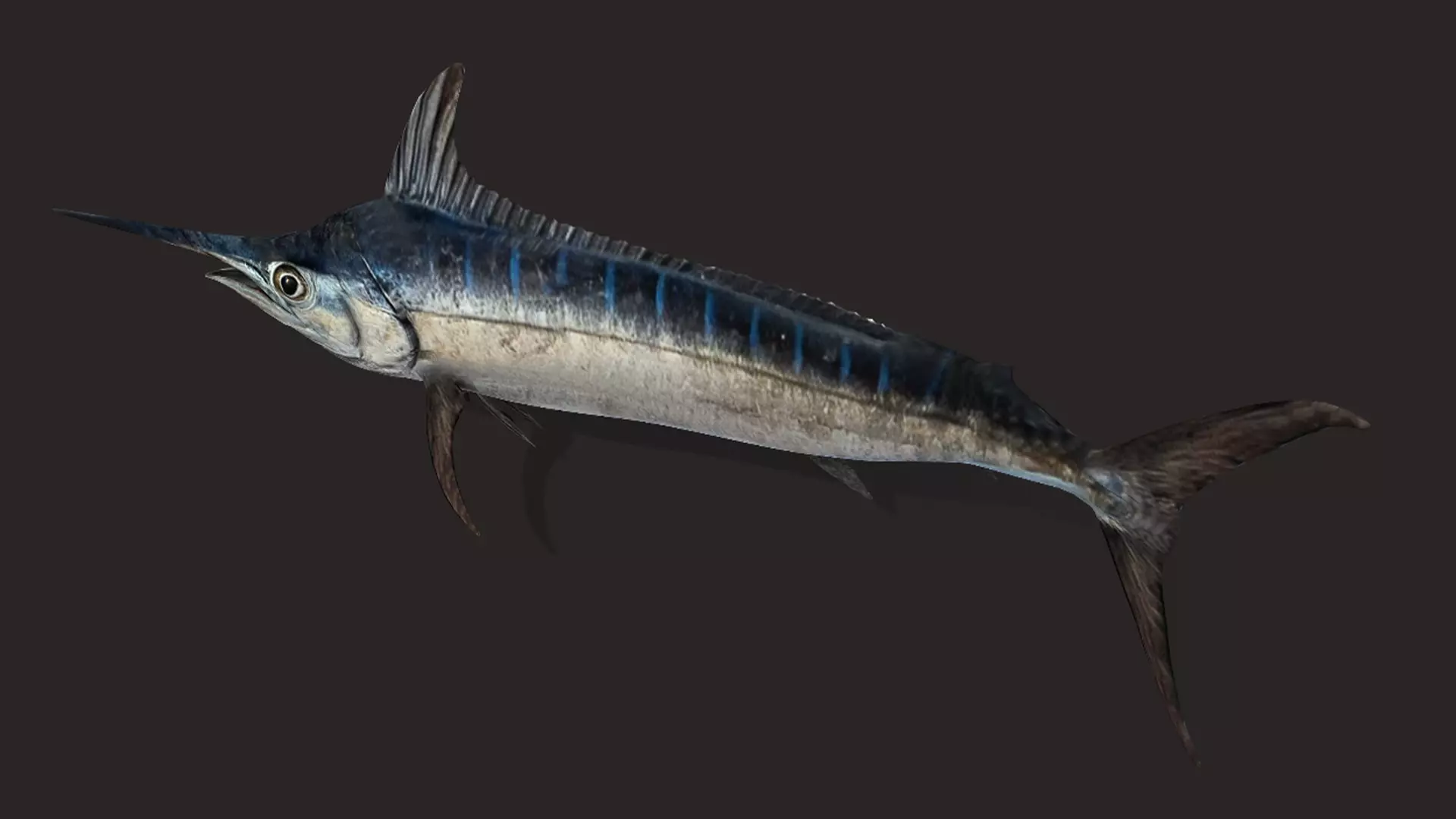 Blue Marlin Animated 3D model_9