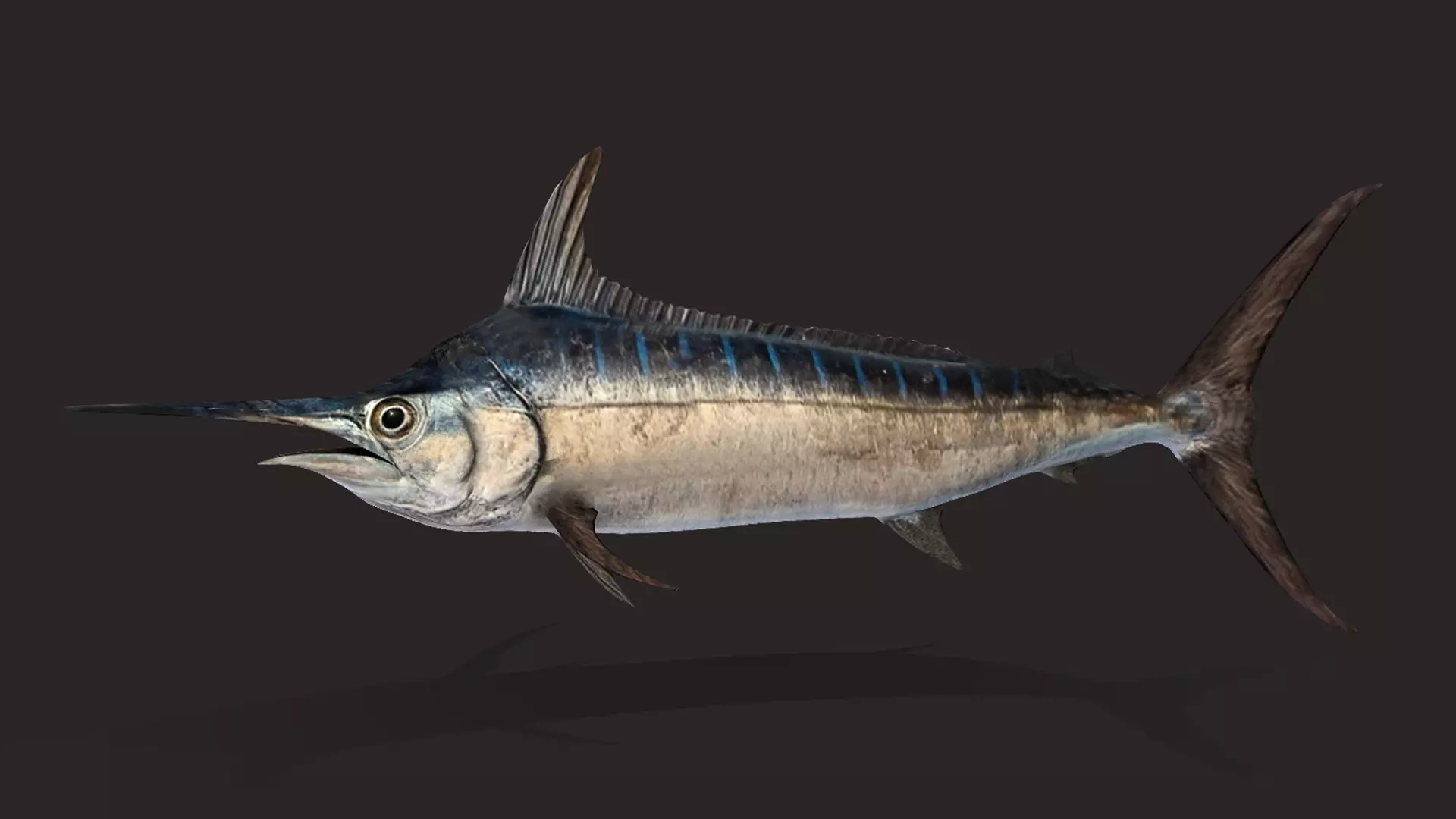 Blue Marlin Animated 3D model_7