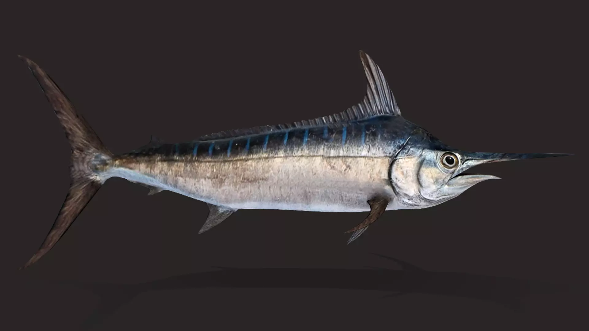 Blue Marlin Animated 3D model_5