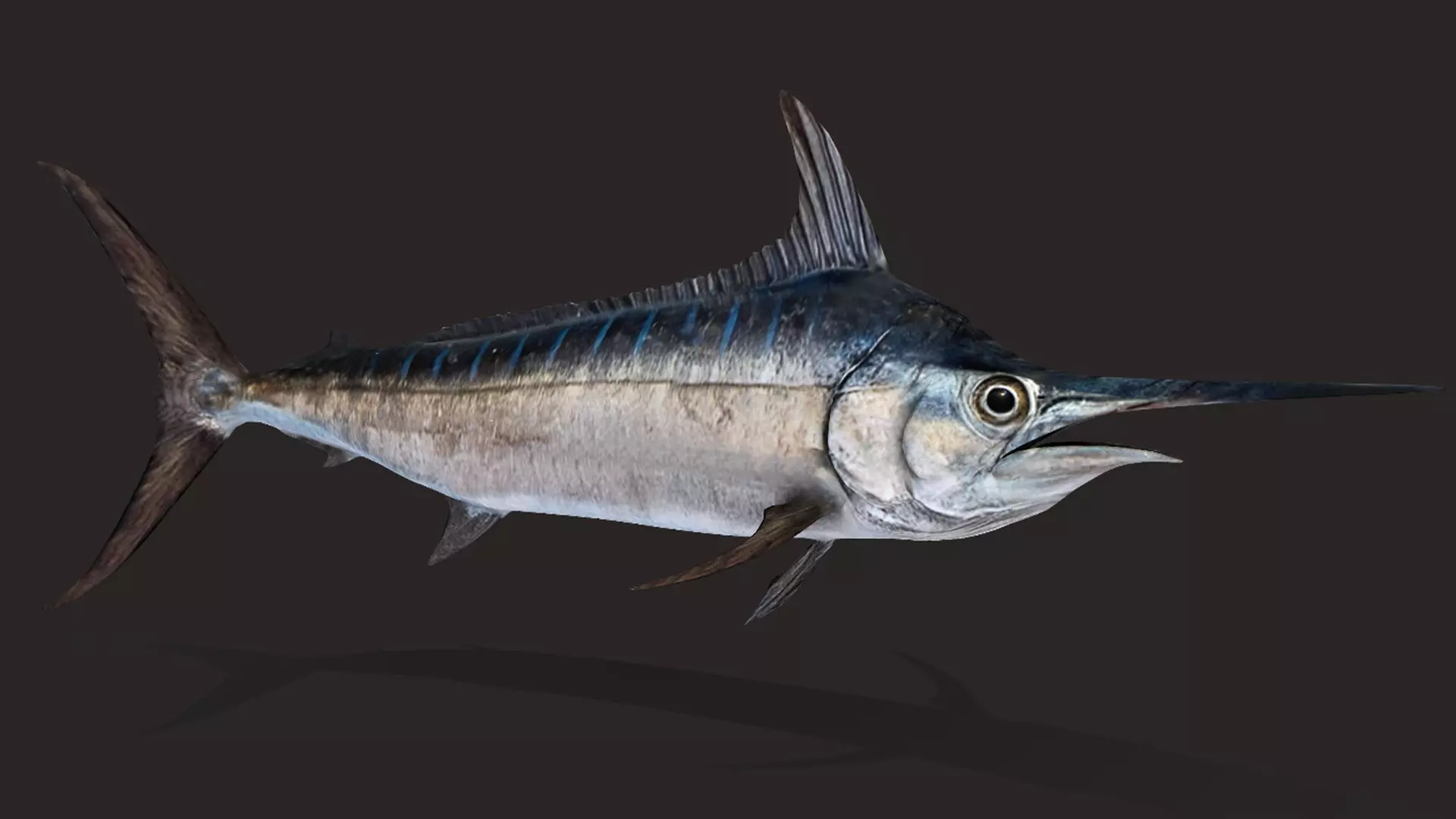 Blue Marlin Animated 3D model_8