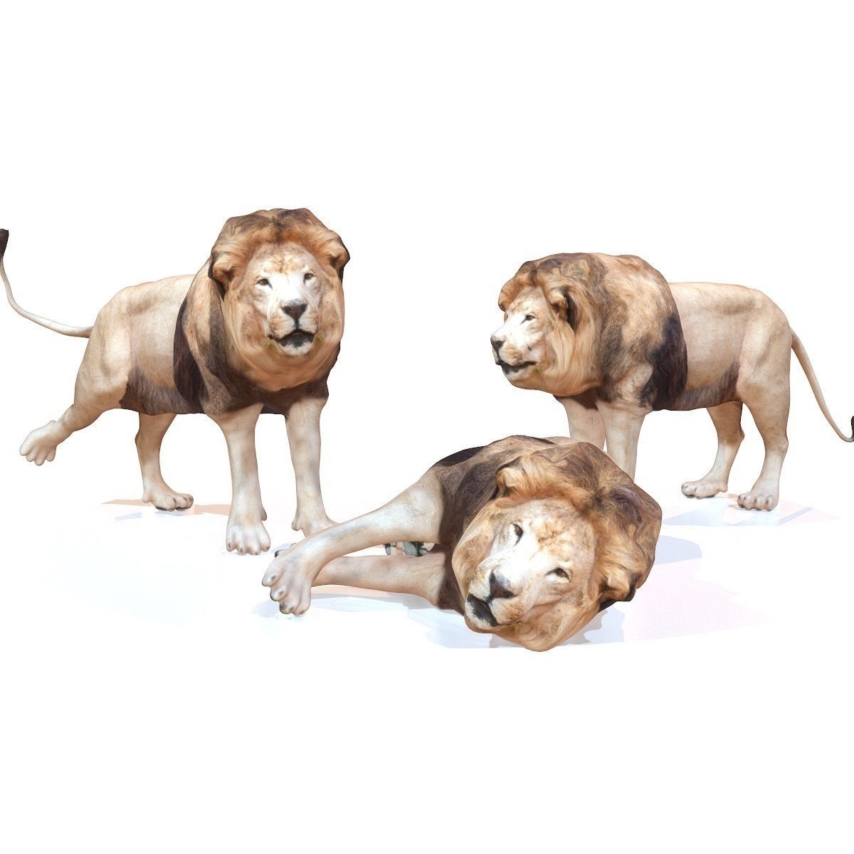 Lion Rigged Low-poly 3D model_7