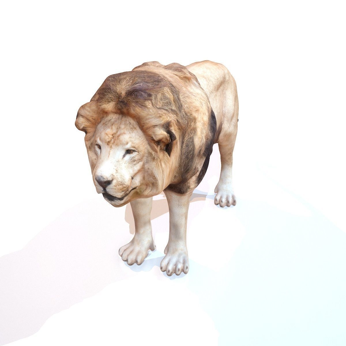 Lion Rigged Low-poly 3D model_5
