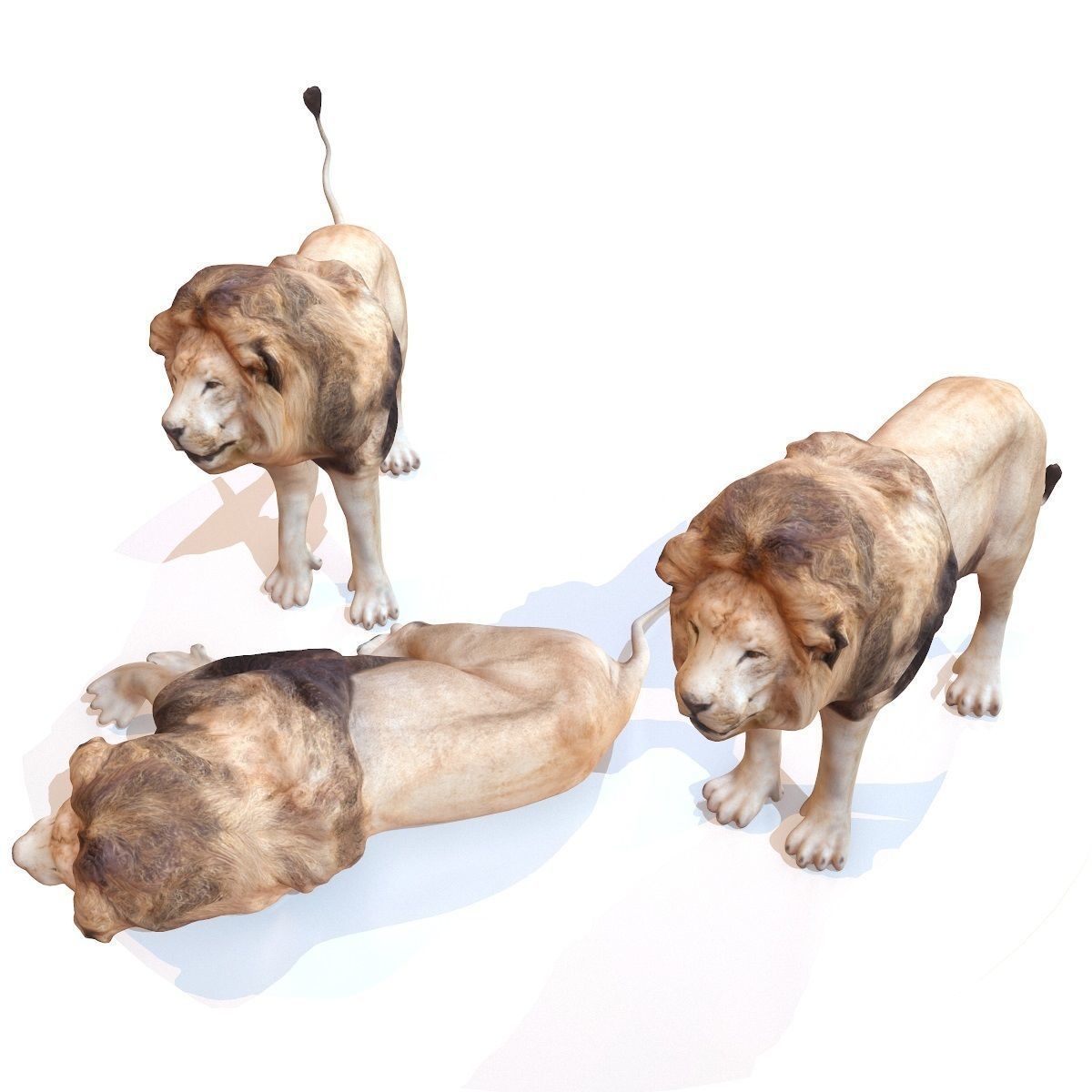 Lion Rigged Low-poly 3D model_3