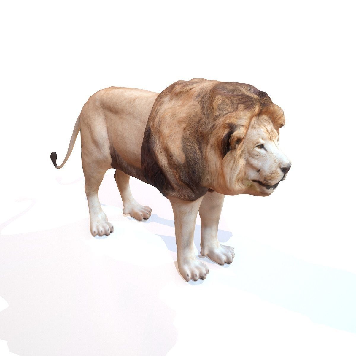 Lion Rigged Low-poly 3D model_2