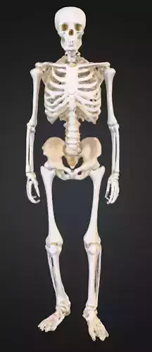 Realistic Human Anatomical Structure 3D Model Low-poly 3D model
