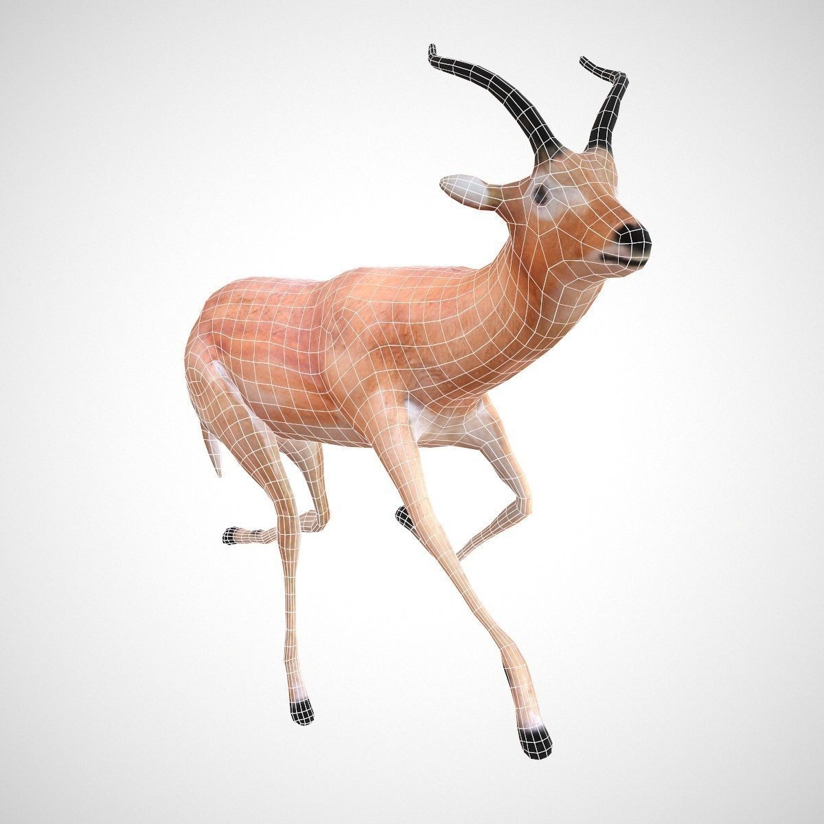 5 Rigged African Safari Animals Collection Low-poly 3D model_14