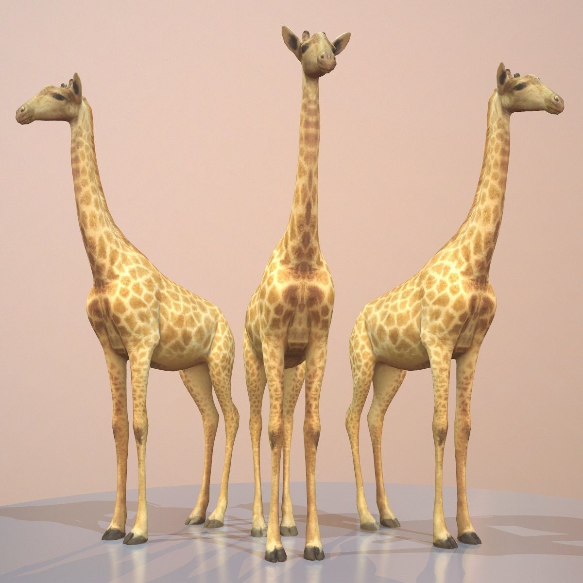 5 Rigged African Safari Animals Collection Low-poly 3D model_11