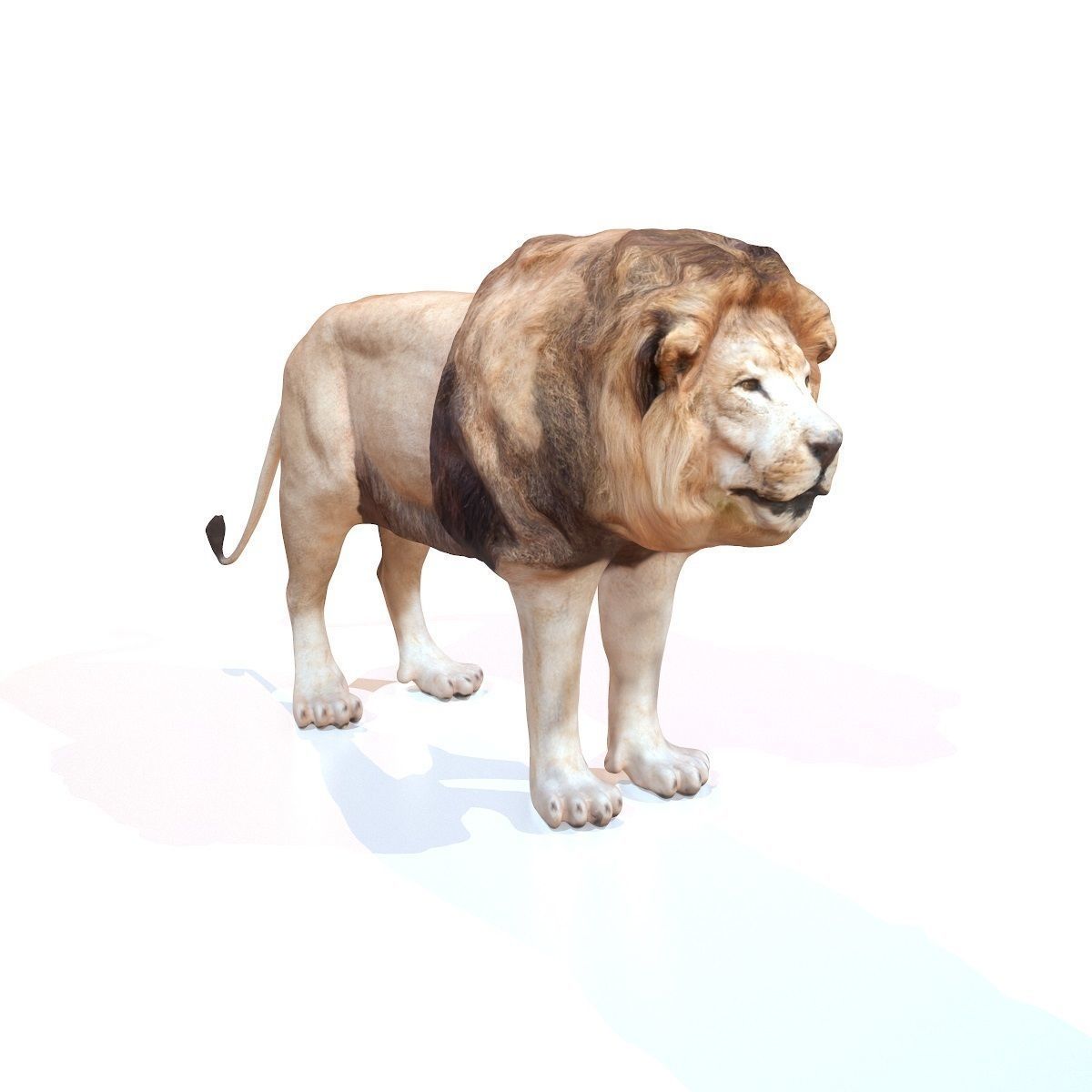 5 Rigged African Safari Animals Collection Low-poly 3D model_22