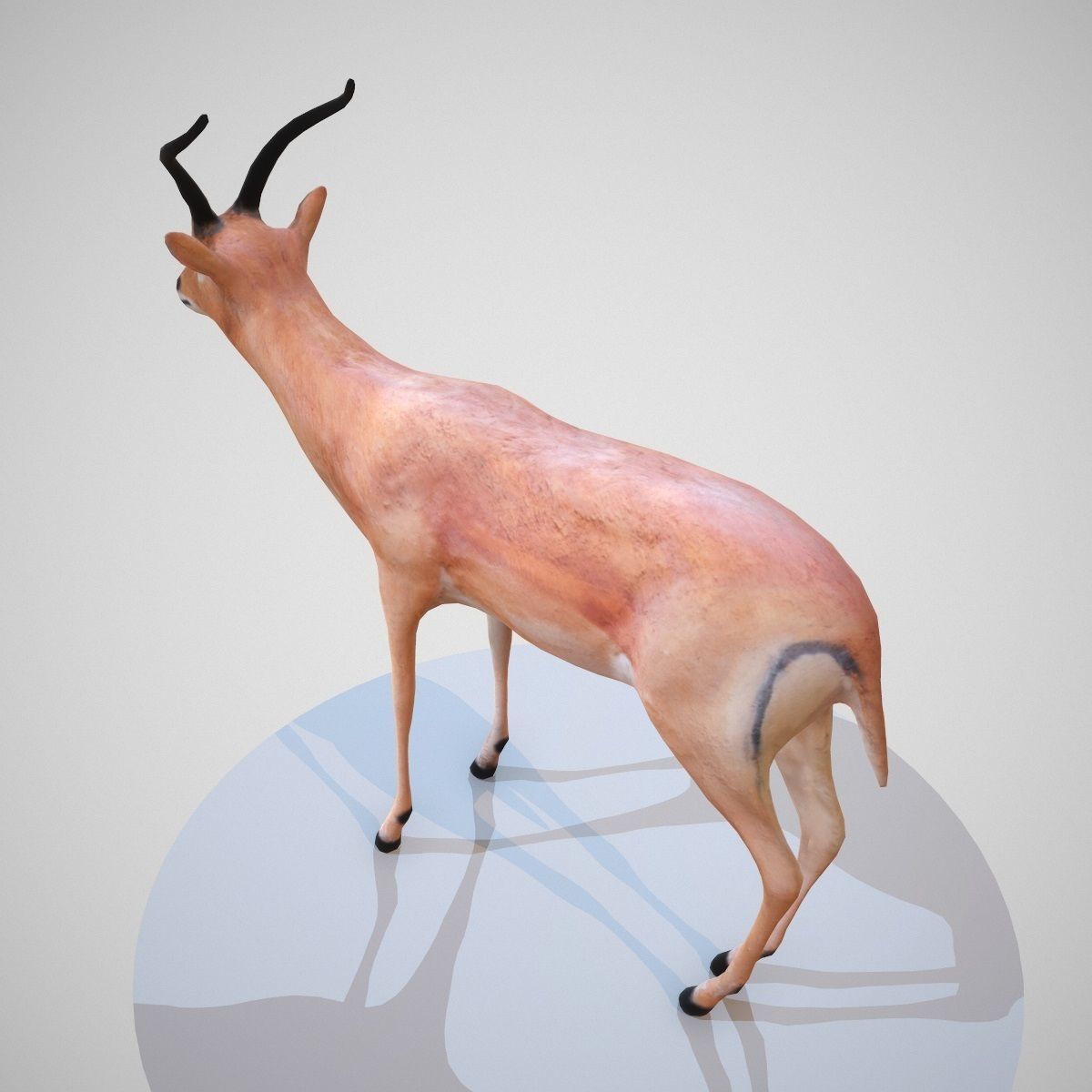 5 Rigged African Safari Animals Collection Low-poly 3D model_16