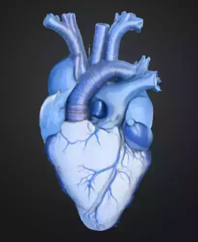 Blue Heart Anatomy Low-poly 3D model