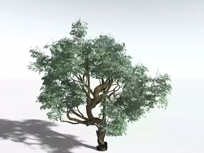 EVERYPlant Coolabah LowPoly