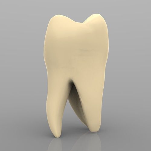 Molar with Interior Low-poly 3D model