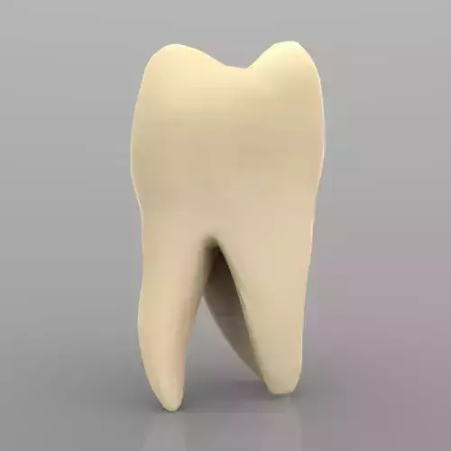 Molar with Interior Low-poly 3D model