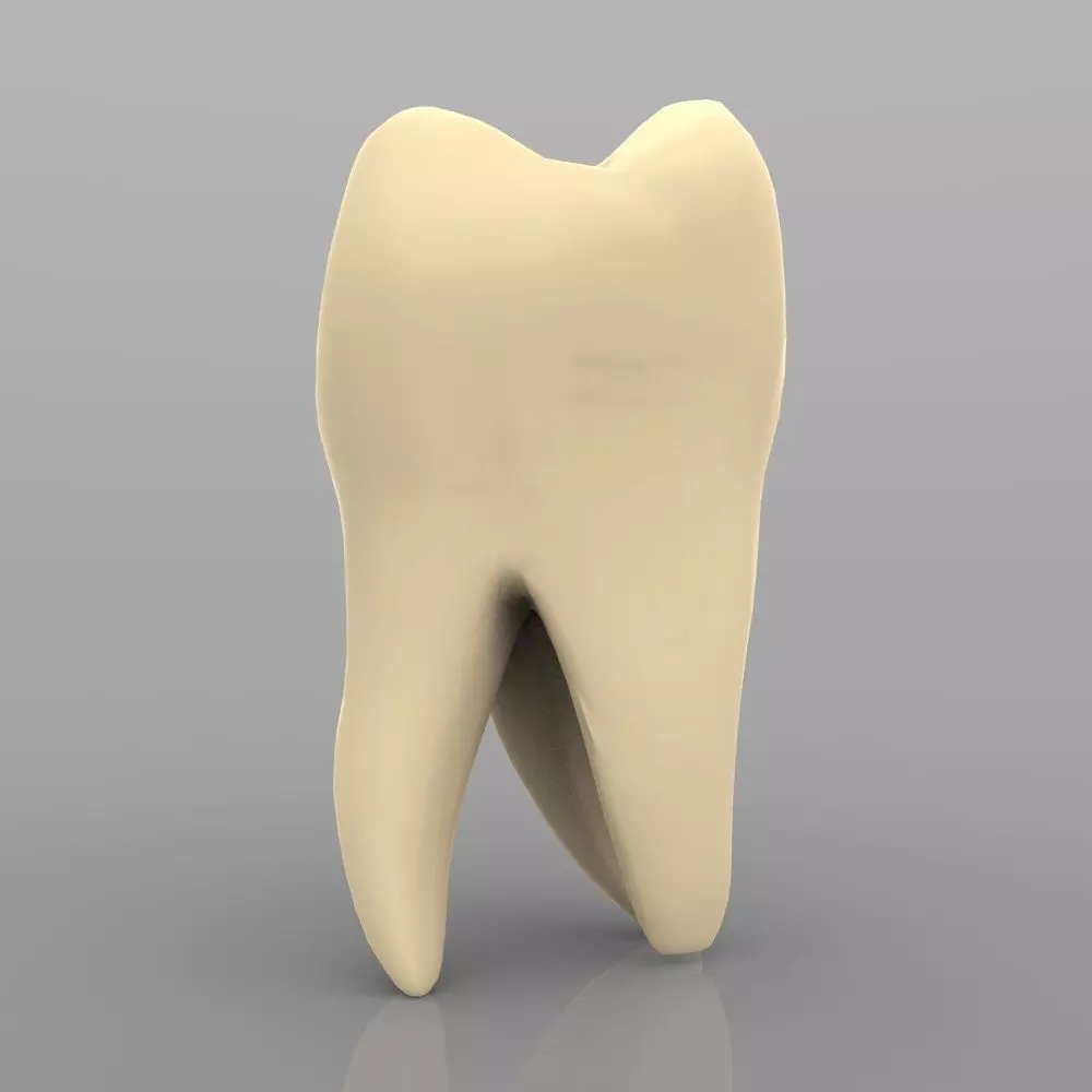 Molar with Interior Low-poly 3D model