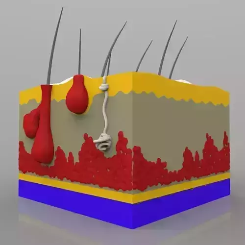 Skin Chunk 3D model