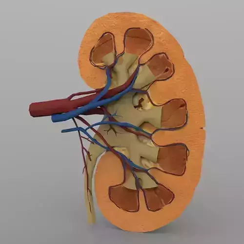 Kidney with Textures 3D model