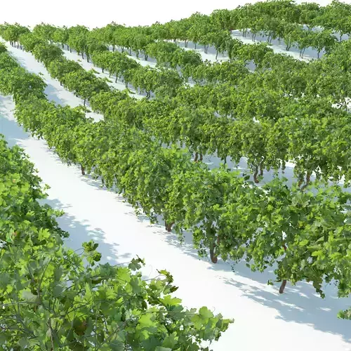Grape field 3D model
