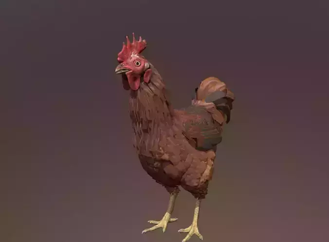 ROOSTER  CHICKEN IDLE OBSERVING  IDLING