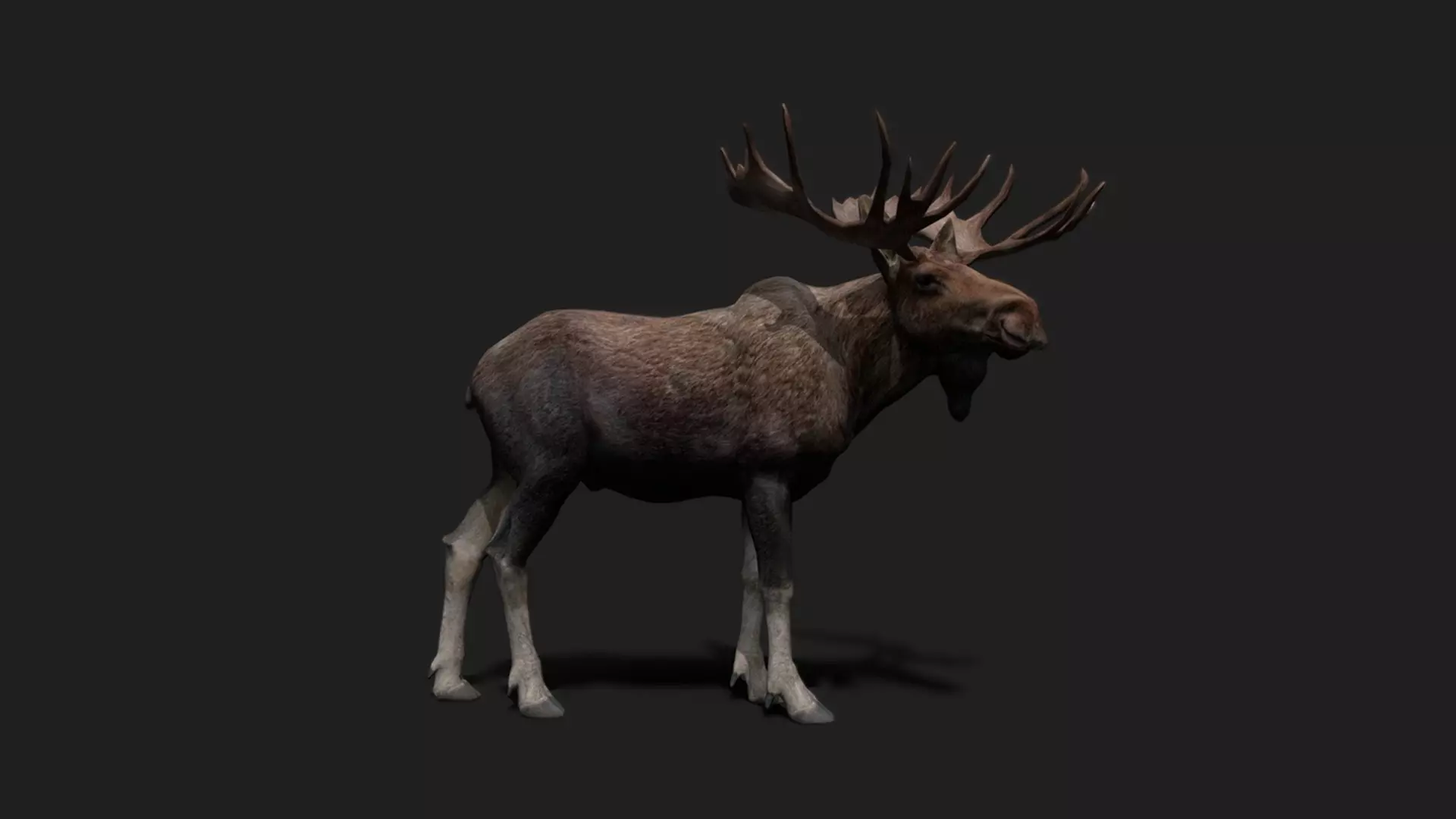 ULTIMATE 3D ANIMAL PACK - 70 percent OFF - All Models Included Low-poly 3D model_48