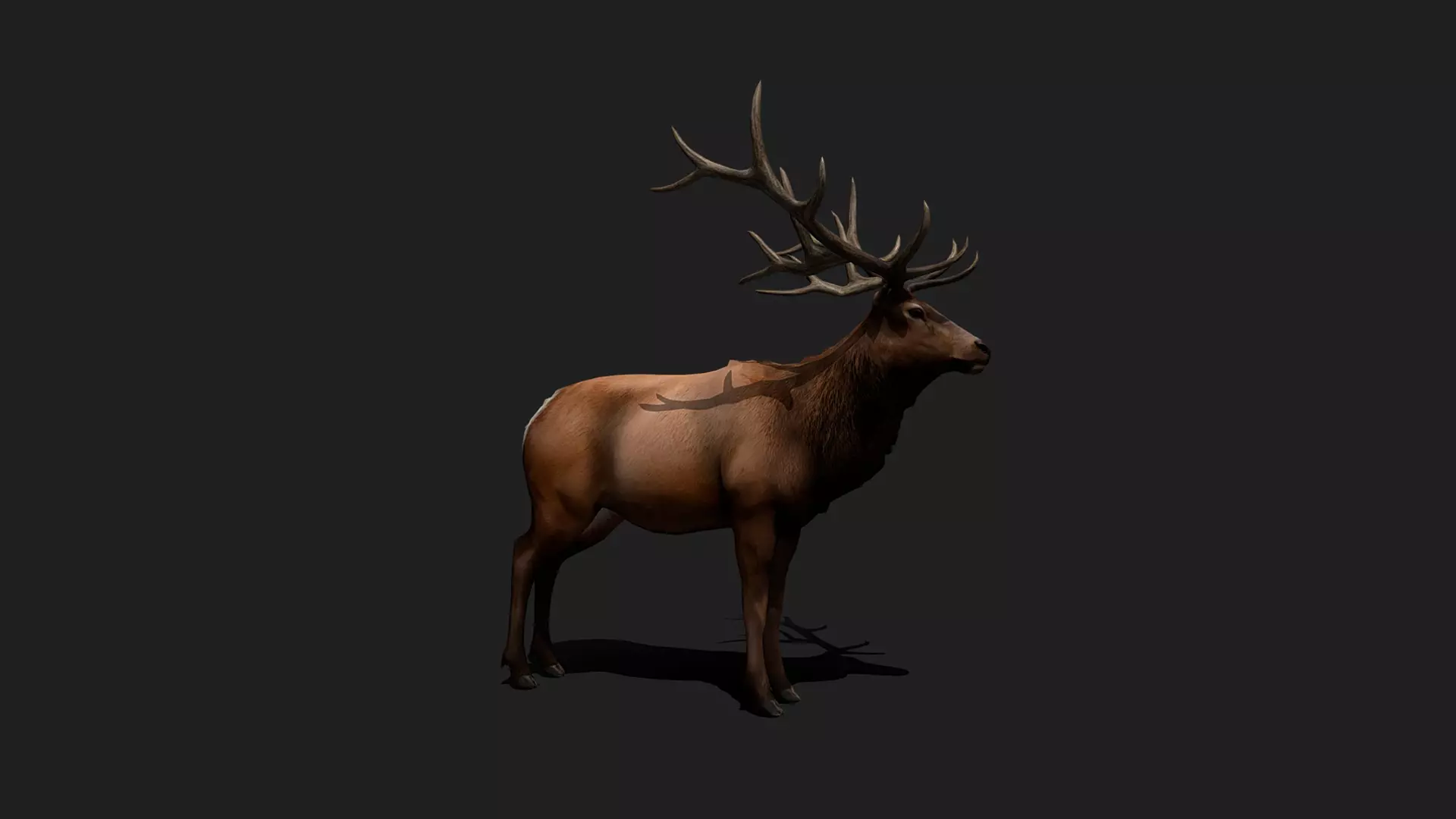ULTIMATE 3D ANIMAL PACK - 70 percent OFF - All Models Included Low-poly 3D model_35
