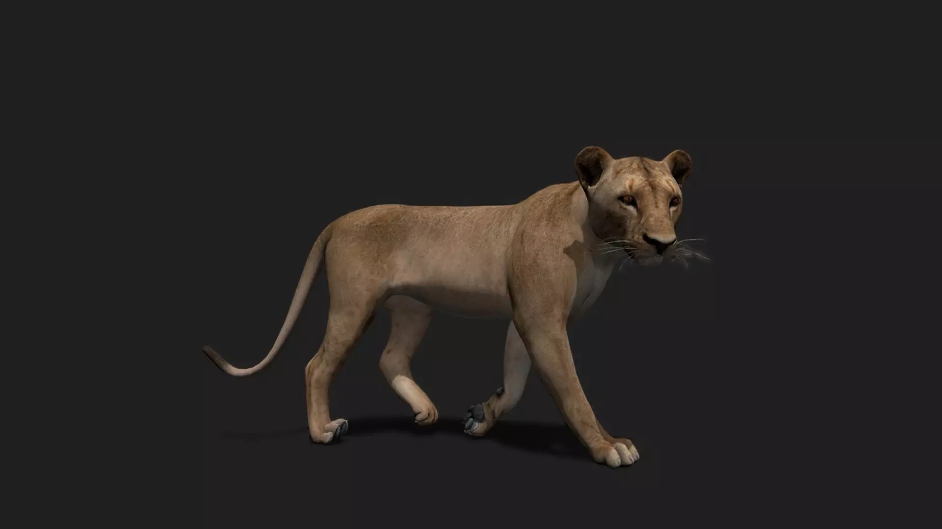 ULTIMATE 3D ANIMAL PACK - 70 percent OFF - All Models Included Low-poly 3D model_47