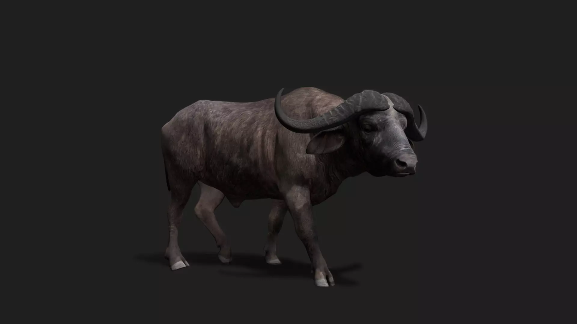 ULTIMATE 3D ANIMAL PACK - 70 percent OFF - All Models Included Low-poly 3D model_16