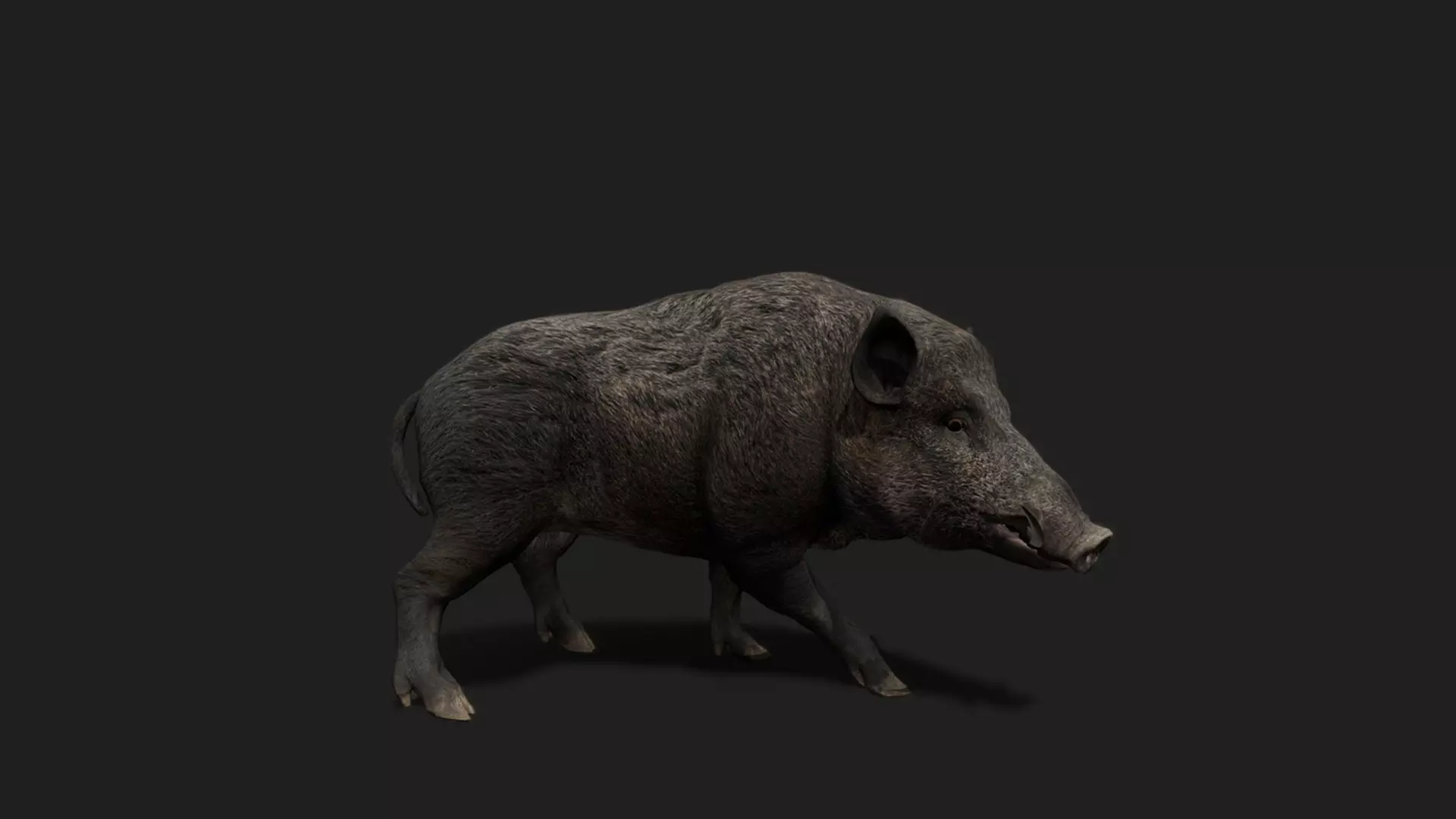 ULTIMATE 3D ANIMAL PACK - 70 percent OFF - All Models Included Low-poly 3D model_14