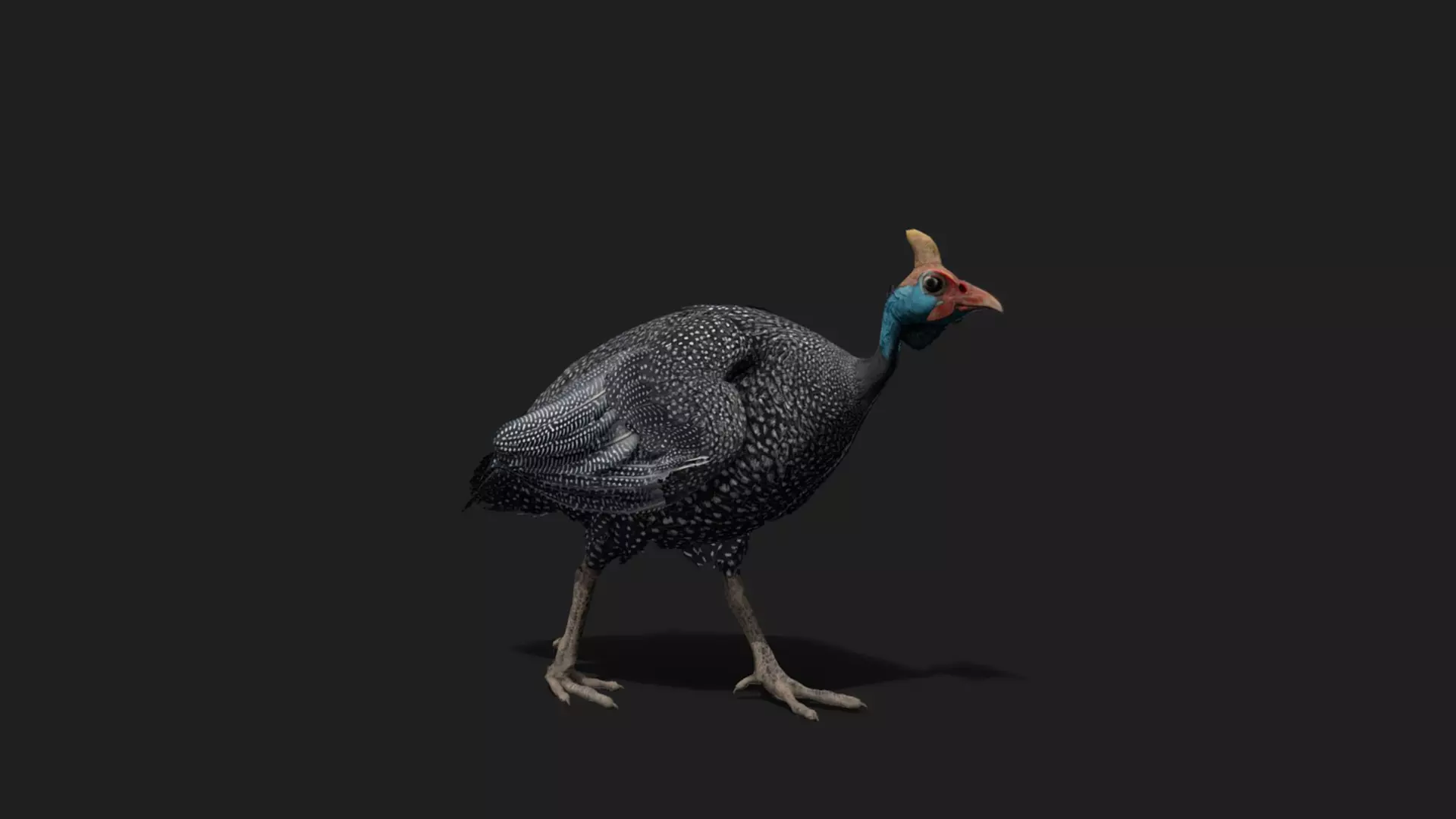 ULTIMATE 3D ANIMAL PACK - 70 percent OFF - All Models Included Low-poly 3D model_41