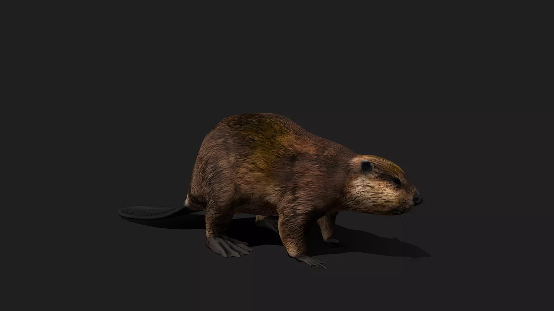 ULTIMATE 3D ANIMAL PACK - 70 percent OFF - All Models Included Low-poly 3D model_10