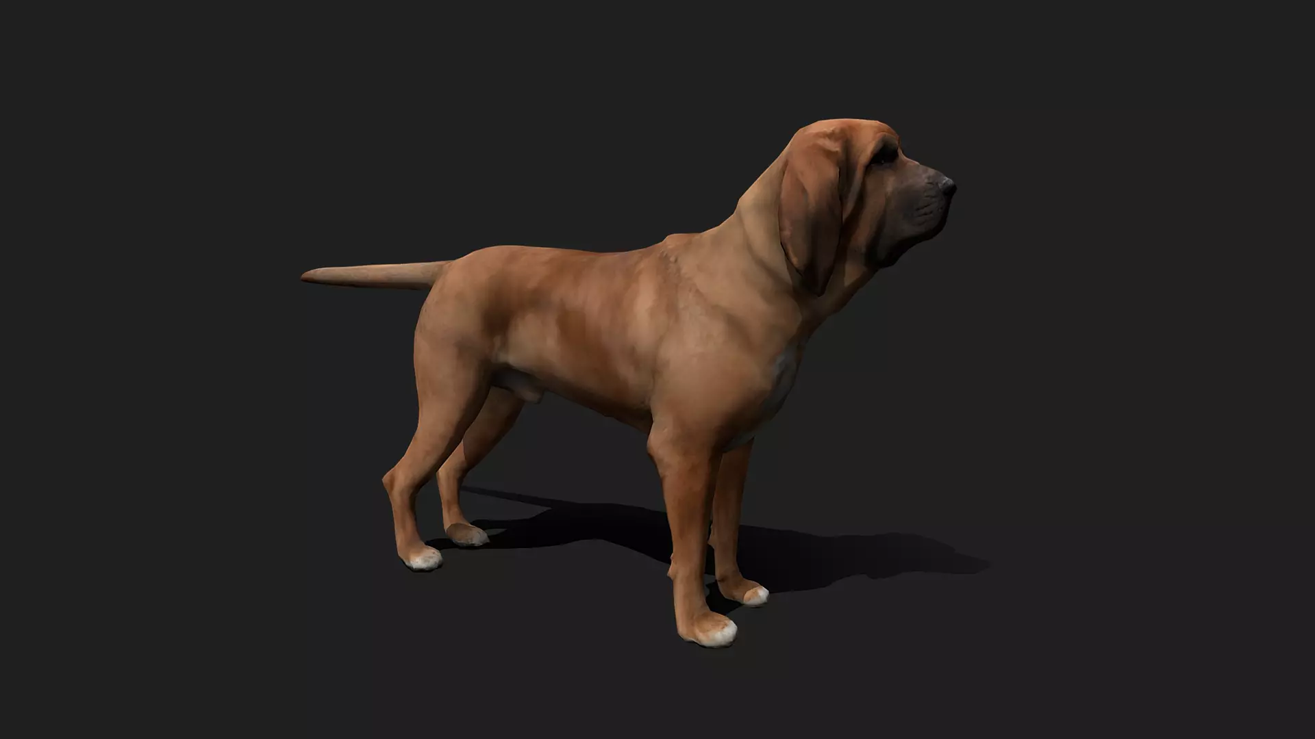 ULTIMATE 3D ANIMAL PACK - 70 percent OFF - All Models Included Low-poly 3D model_29