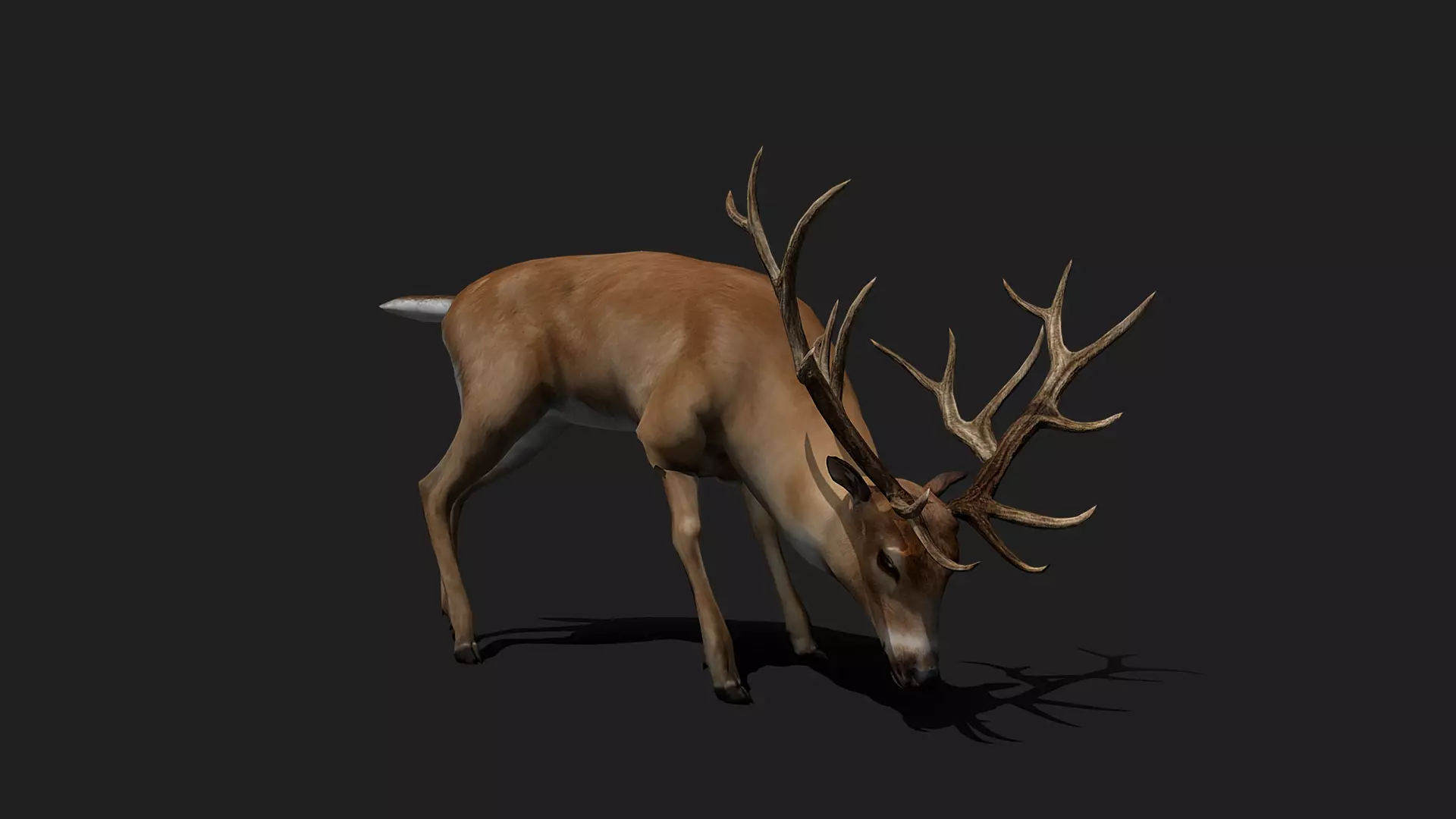 ULTIMATE 3D ANIMAL PACK - 70 percent OFF - All Models Included Low-poly 3D model_25