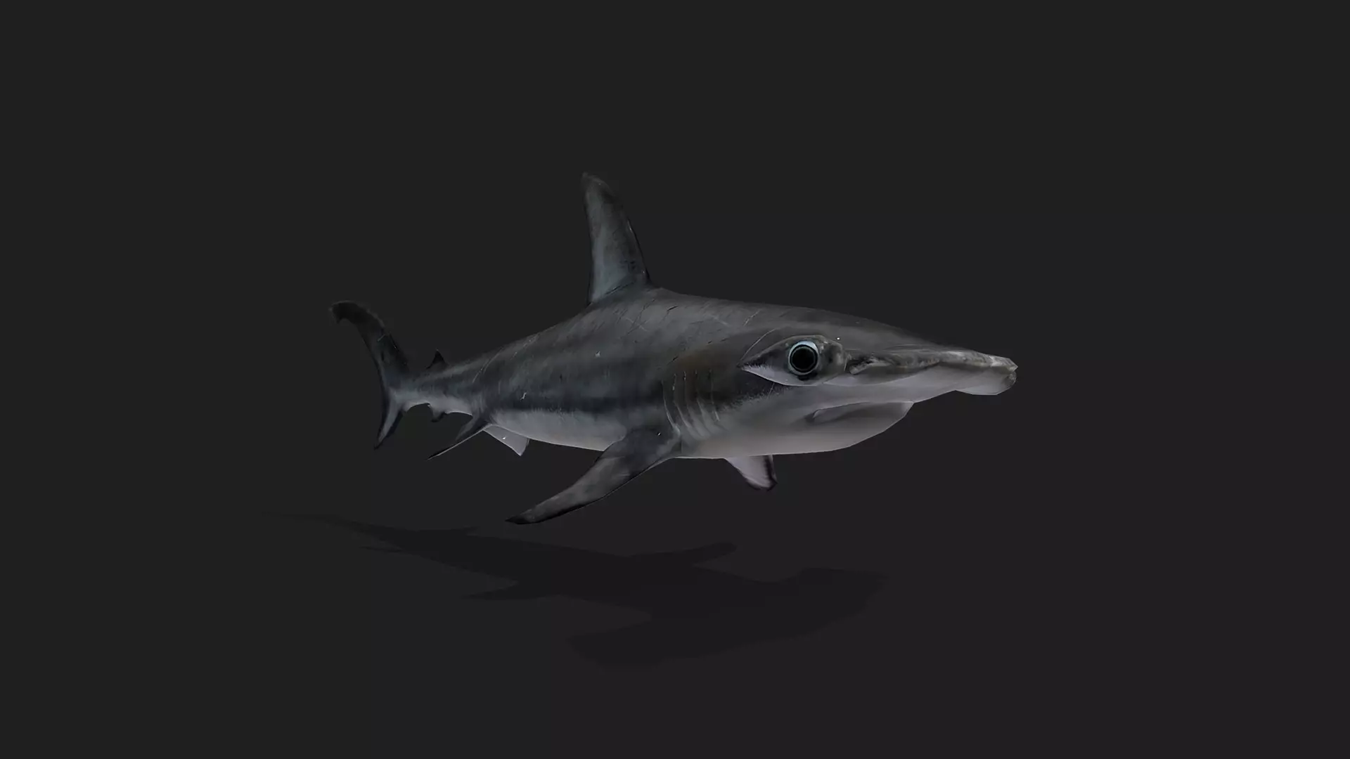 ULTIMATE 3D ANIMAL PACK - 70 percent OFF - All Models Included Low-poly 3D model_42