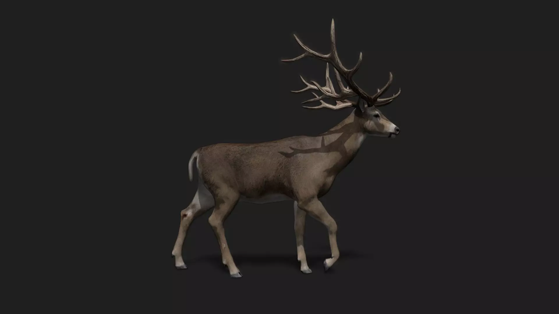 ULTIMATE 3D ANIMAL PACK - 70 percent OFF - All Models Included Low-poly 3D model_24