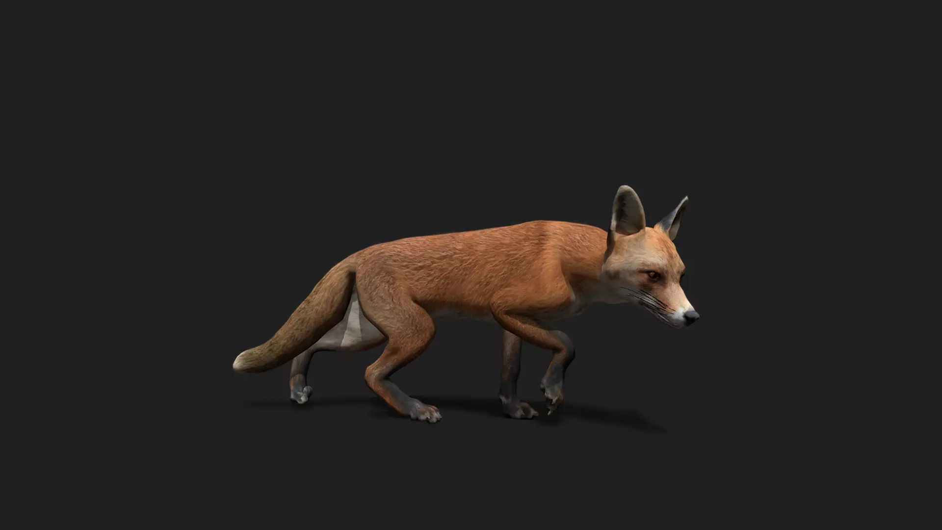 ULTIMATE 3D ANIMAL PACK - 70 percent OFF - All Models Included Low-poly 3D model_37