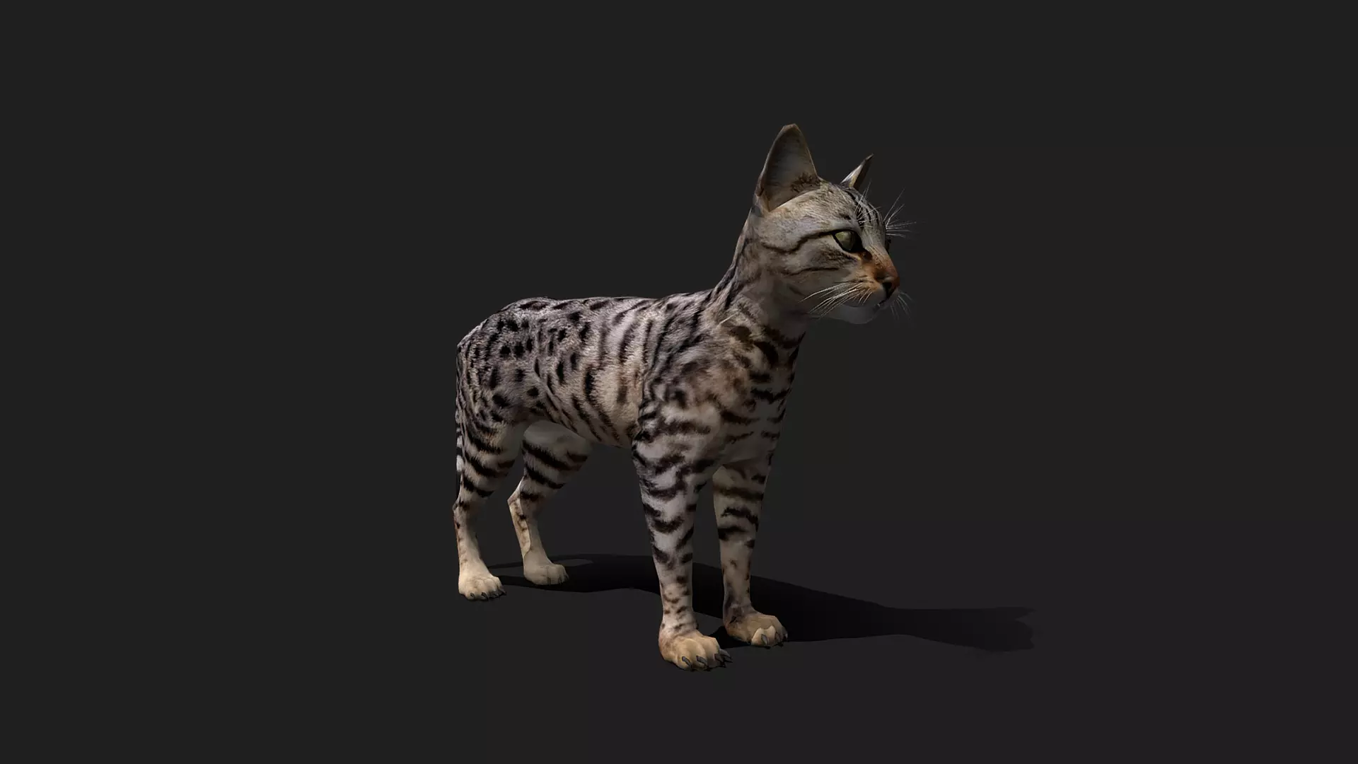 ULTIMATE 3D ANIMAL PACK - 70 percent OFF - All Models Included Low-poly 3D model_18