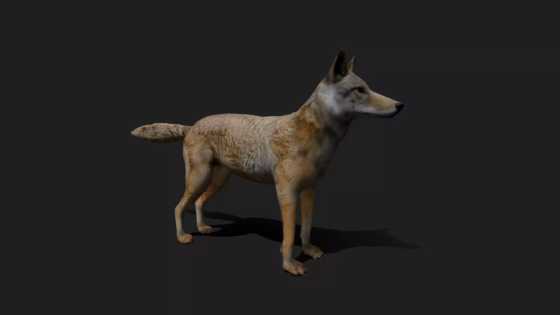 ULTIMATE 3D ANIMAL PACK - 70 percent OFF - All Models Included Low-poly 3D model_22