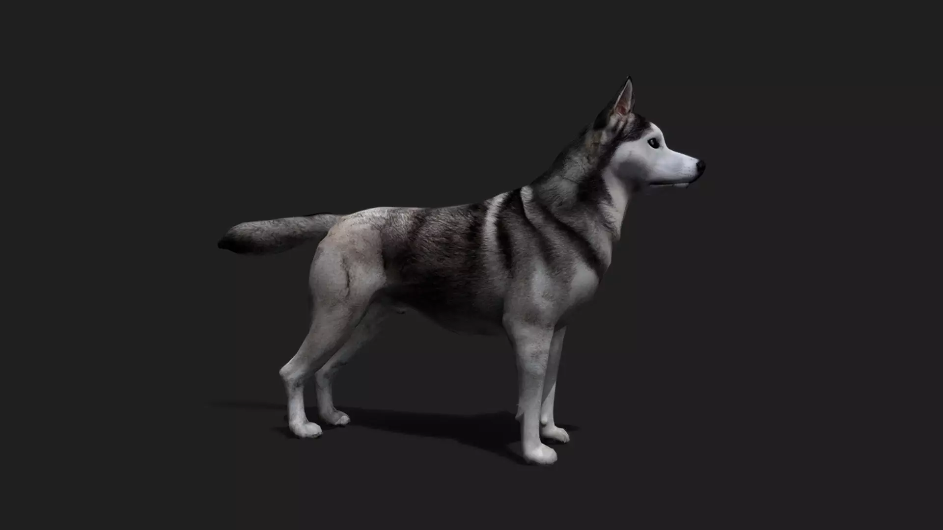 ULTIMATE 3D ANIMAL PACK - 70 percent OFF - All Models Included Low-poly 3D model_31