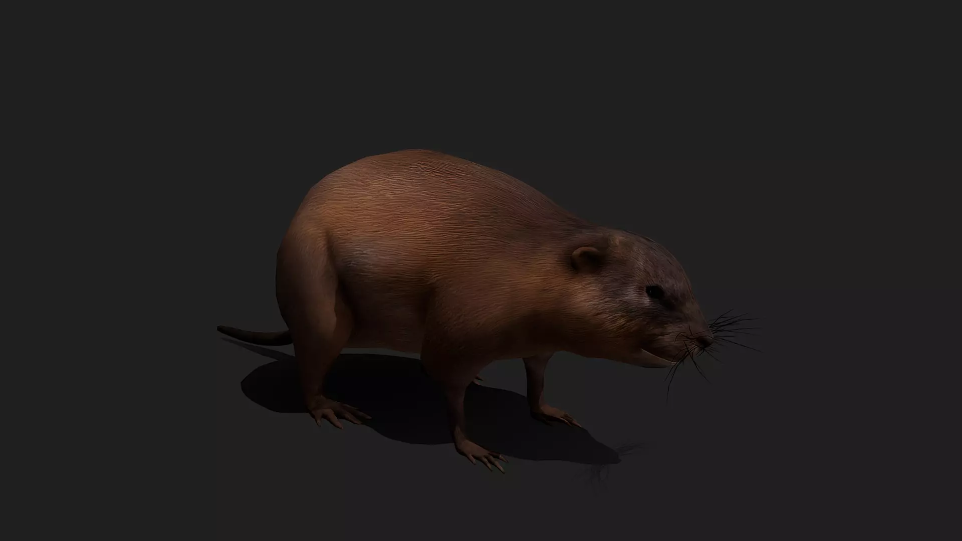 ULTIMATE 3D ANIMAL PACK - 70 percent OFF - All Models Included Low-poly 3D model_51